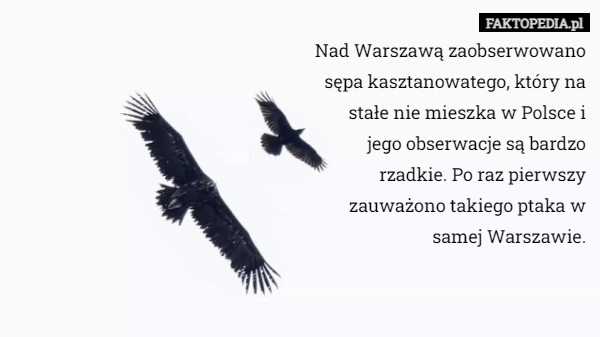 
    Nad Warszawą zaobserwowano sępa kasztanowatego, który na stałe nie mieszka