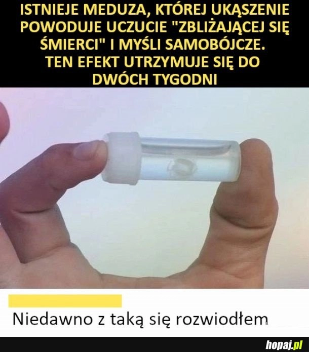 
    Toksyczna meduza