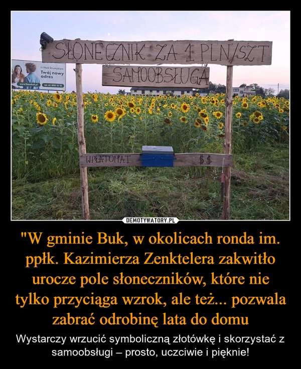 
    "W gminie Buk, w okolicach ronda im. ppłk. Kazimierza Zenktelera zakwitło urocze pole słoneczników, które nie tylko przyciąga wzrok, ale też... pozwala zabrać odrobinę lata do domu