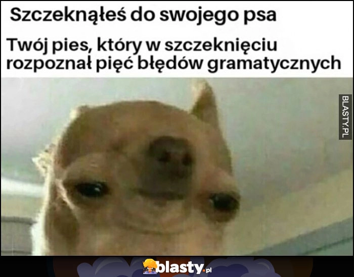 
    Szczeknąłeś do swojego psa, twój pies który w szczeknięciu rozpoznał 5 błędów gramatycznych