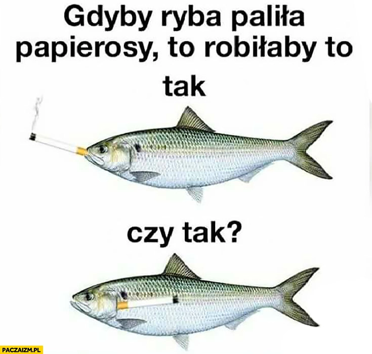 Gdyby ryba paliła papierosy to robiłaby to tak czy tak?