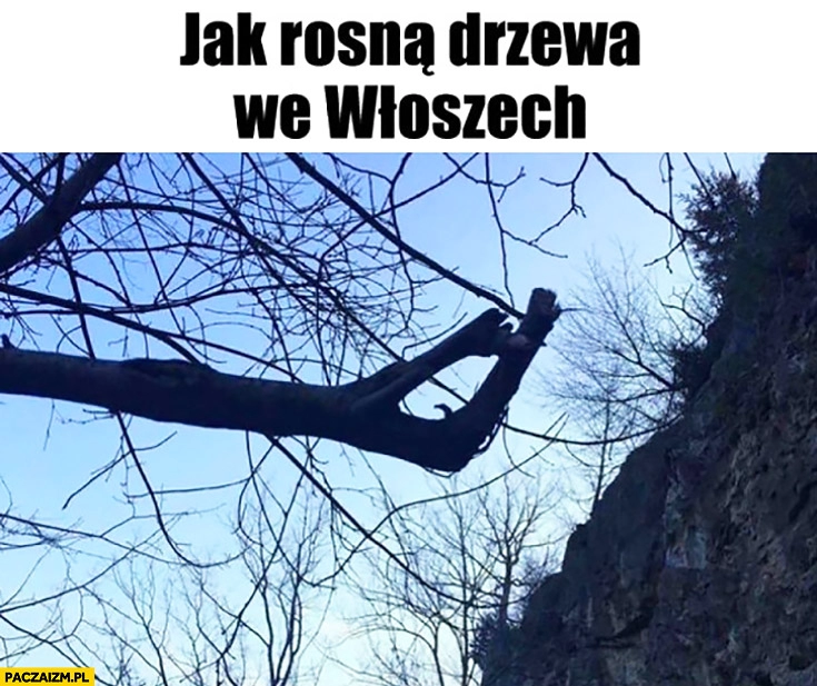 
    Jak rosną drzewa we Włoszech gałąź złączone palce dłoń gest