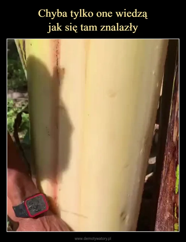 
    Chyba tylko one wiedzą jak się tam znalazły