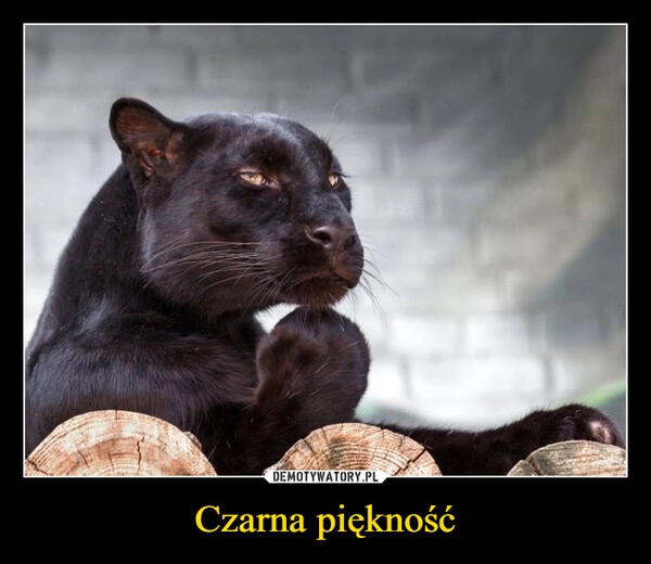 
    Czarna piękność