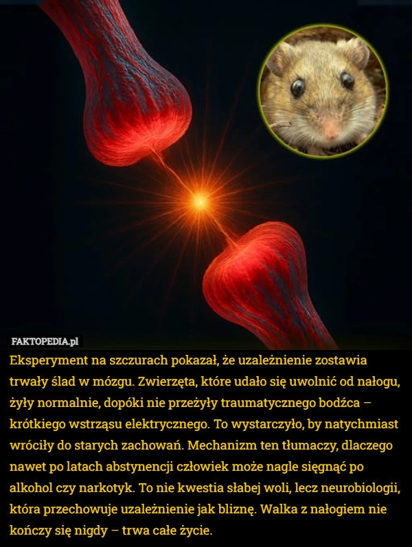 
    Eksperyment na szczurach pokazał, że uzależnienie zostawia trwały ślad w