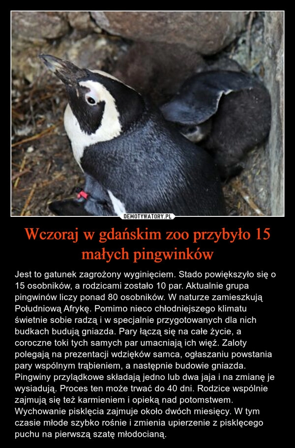 
    Wczoraj w gdańskim zoo przybyło 15 małych pingwinków