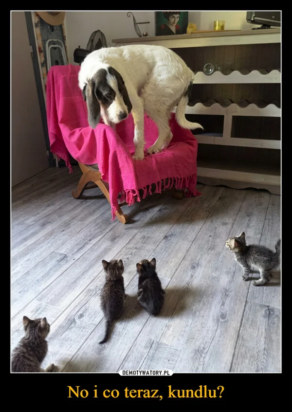
    No i co teraz, kundlu?
