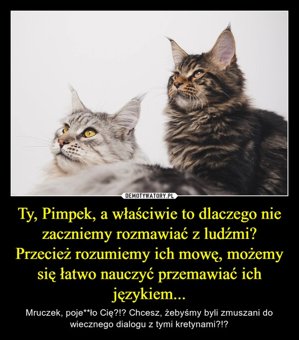 
    Ty, Pimpek, a właściwie to dlaczego nie zaczniemy rozmawiać z ludźmi? Przecież rozumiemy ich mowę, możemy się łatwo nauczyć przemawiać ich językiem...