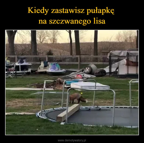 
    Kiedy zastawisz pułapkę na szczwanego lisa