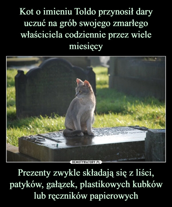 
    Kot o imieniu Toldo przynosił dary uczuć na grób swojego zmarłego właściciela codziennie przez wiele miesięcy Prezenty zwykle składają się z liści, patyków, gałązek, plastikowych kubków lub ręczników papierowych