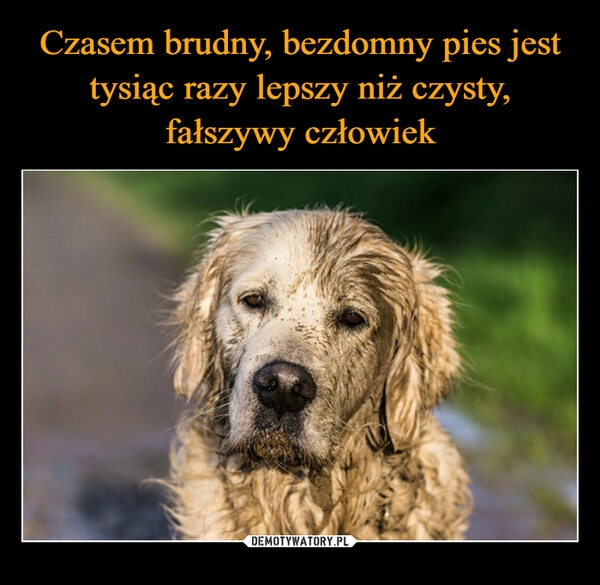 
    Czasem brudny, bezdomny pies jest tysiąc razy lepszy niż czysty, fałszywy człowiek