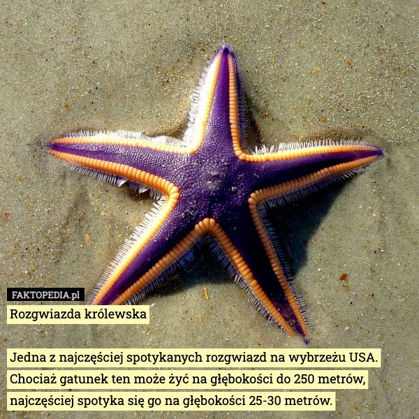 
    Rozgwiazda królewska

Jedna z najczęściej spotykanych rozgwiazd na wybrzeżu