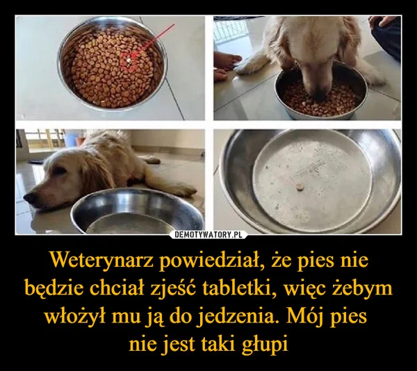 
    Weterynarz powiedział, że pies nie będzie chciał zjeść tabletki, więc żebym włożył mu ją do jedzenia. Mój pies nie jest taki głupi