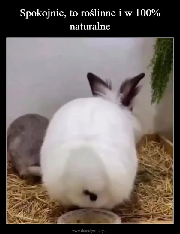 Spokojnie, to roślinne i w 100% naturalne