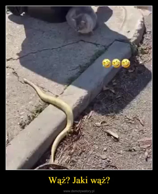 
    Wąż? Jaki wąż?