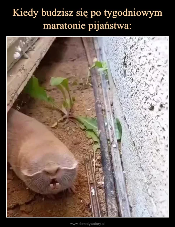 
    Kiedy budzisz się po tygodniowym maratonie pijaństwa: