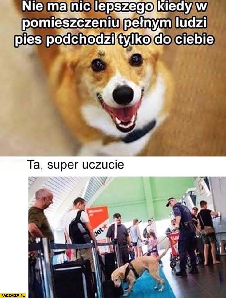 
    Nie ma nic lepszego kiedy w pomieszczeniu pełnym ludzi pies podchodzi tylko do Ciebie ta super uczucie na lotnisku narkotyki