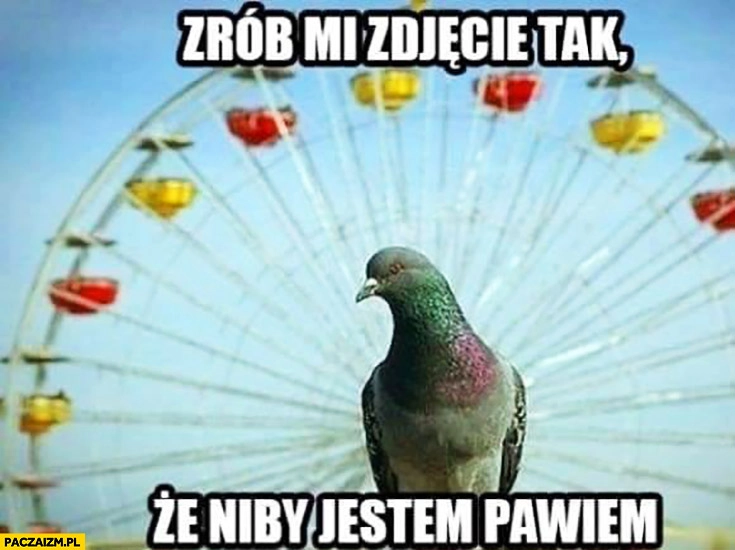 
    Zrób mi zdjęcie tak że niby jestem pawiem gołąb