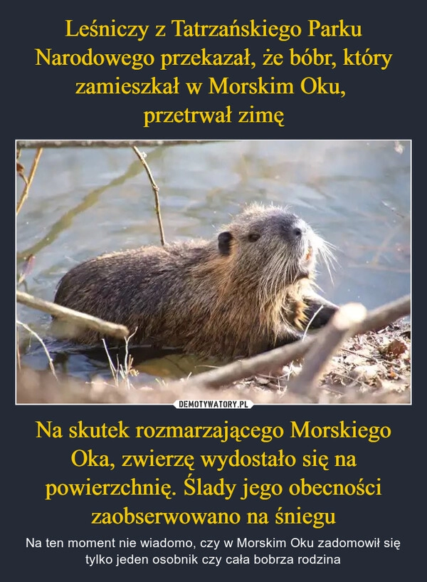 
    Leśniczy z Tatrzańskiego Parku Narodowego przekazał, że bóbr, który zamieszkał w Morskim Oku, 
przetrwał zimę Na skutek rozmarzającego Morskiego Oka, zwierzę wydostało się na powierzchnię. Ślady jego obecności zaobserwowano na śniegu