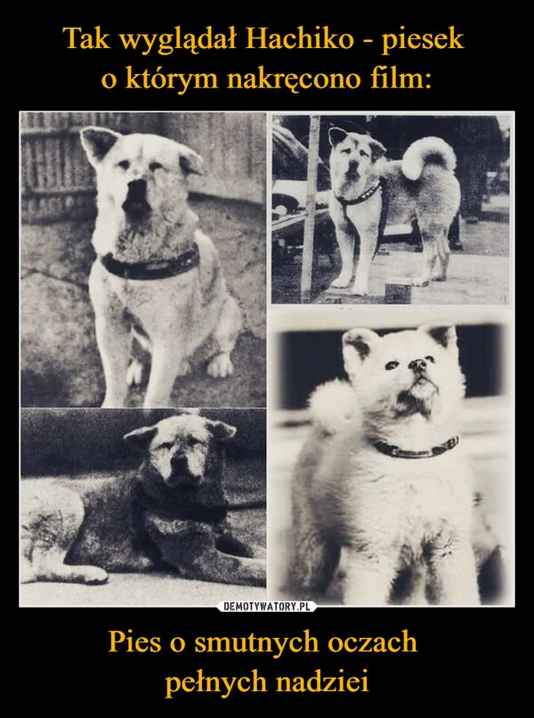 
    Tak wyglądał Hachiko - piesek o którym nakręcono film: Pies o smutnych oczach pełnych nadziei