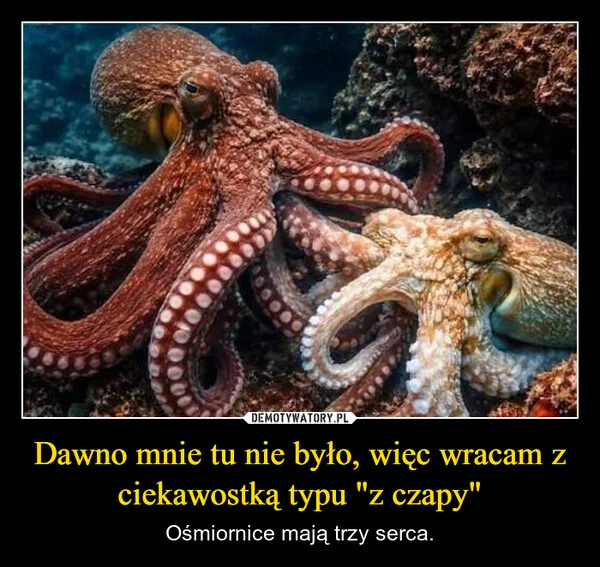 
    Dawno mnie tu nie było, więc wracam z ciekawostką typu 