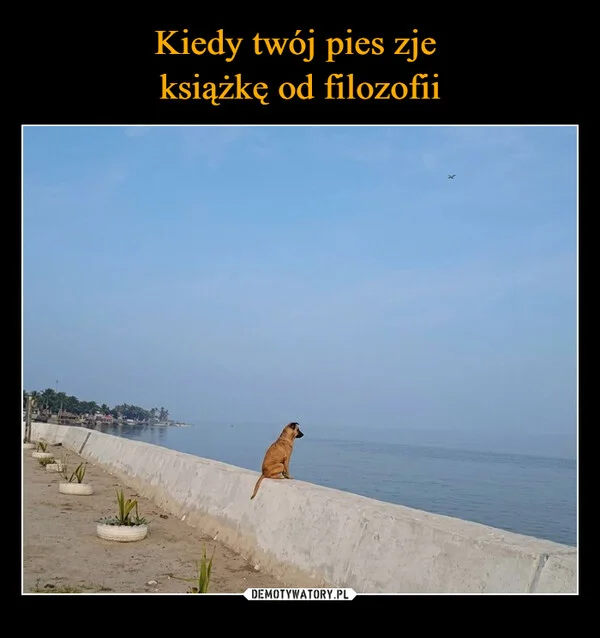 
    Kiedy twój pies zje książkę od filozofii