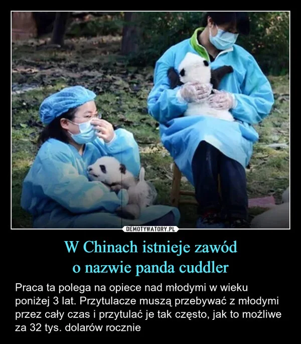 
    W Chinach istnieje zawód o nazwie panda cuddler