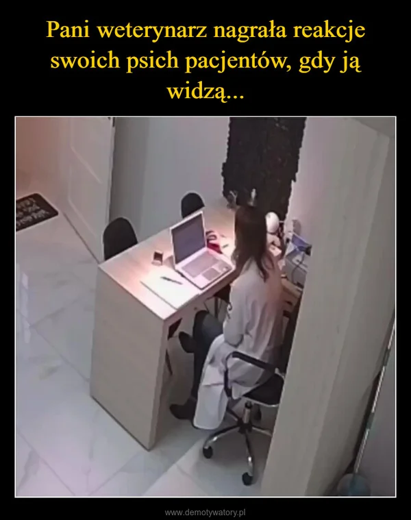 
    Pani weterynarz nagrała reakcje swoich psich pacjentów, gdy ją widzą...