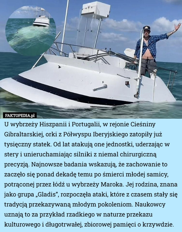 
    U wybrzeży Hiszpanii i Portugalii, w rejonie Cieśniny Gibraltarskiej, orki