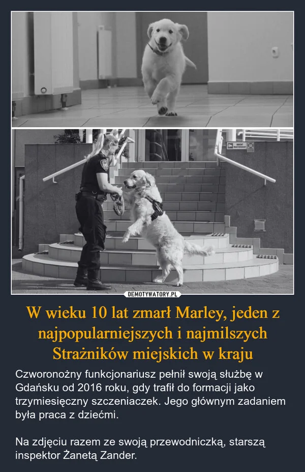 
    W wieku 10 lat zmarł Marley, jeden z najpopularniejszych i najmilszych Strażników miejskich w kraju