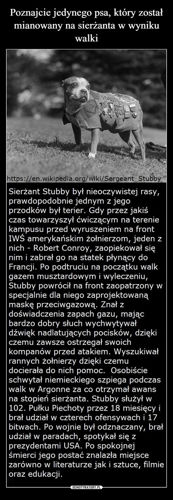 
    Poznajcie jedynego psa, który został mianowany na sierżanta w wyniku walki