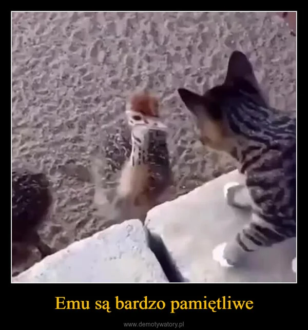 
    Emu są bardzo pamiętliwe
