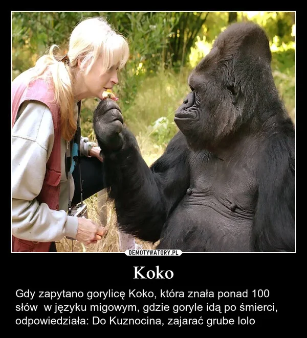 
    Koko