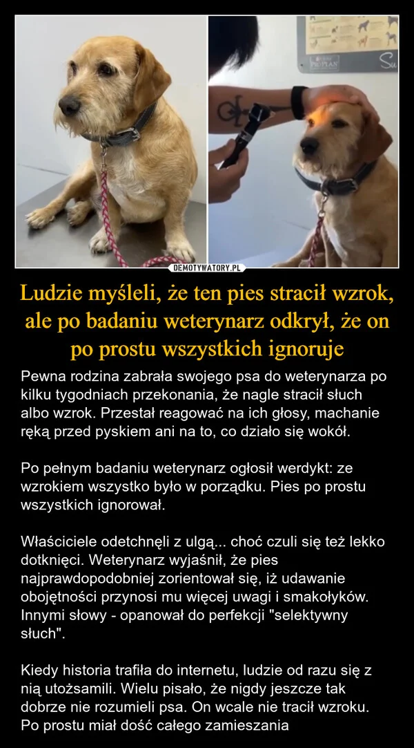 
    Ludzie myśleli, że ten pies stracił wzrok, ale po badaniu weterynarz odkrył, że on po prostu wszystkich ignoruje