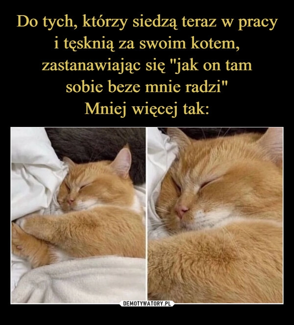 
    Do tych, którzy siedzą teraz w pracy i tęsknią za swoim kotem, zastanawiając się ''jak on tam
sobie beze mnie radzi"
Mniej więcej tak: