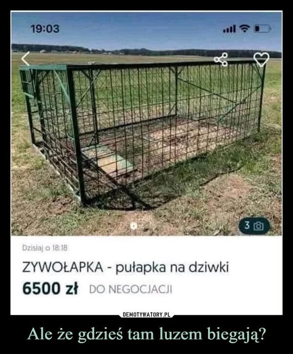 
    Ale że gdzieś tam luzem biegają?