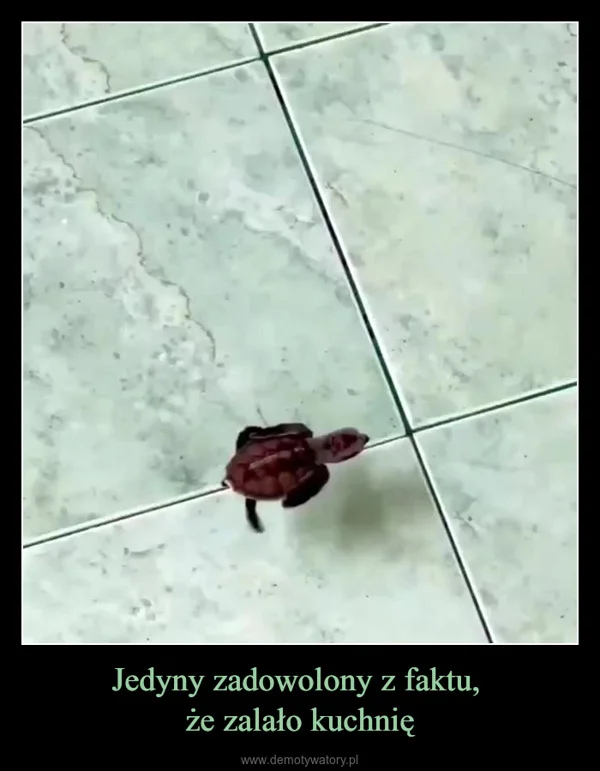 
    Jedyny zadowolony z faktu, że zalało kuchnię
