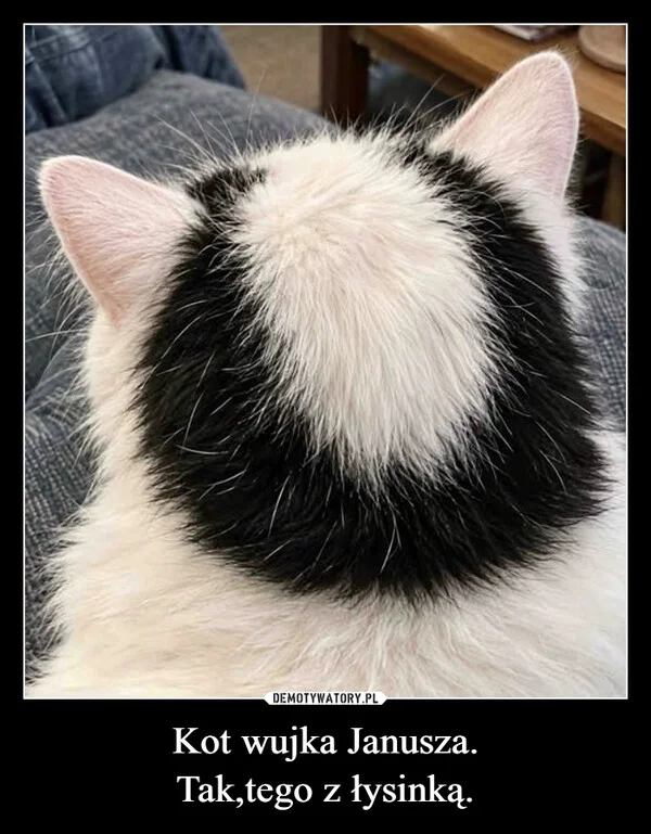 
    Kot wujka Janusza. Tak,tego z łysinką.