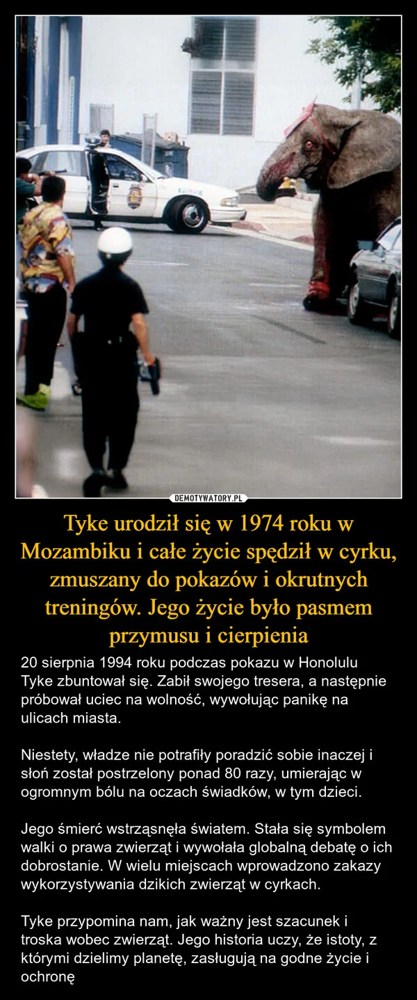 
    Tyke urodził się w 1974 roku w Mozambiku i całe życie spędził w cyrku, zmuszany do pokazów i okrutnych treningów. Jego życie było pasmem przymusu i cierpienia