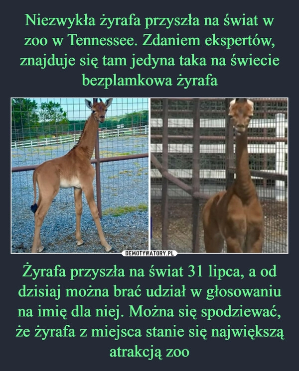 
    Niezwykła żyrafa przyszła na świat w zoo w Tennessee. Zdaniem ekspertów, znajduje się tam jedyna taka na świecie bezplamkowa żyrafa Żyrafa przyszła na świat 31 lipca, a od dzisiaj można brać udział w głosowaniu na imię dla niej. Można się spodziewać, że żyrafa z miejsca stanie się największą atrakcją zoo