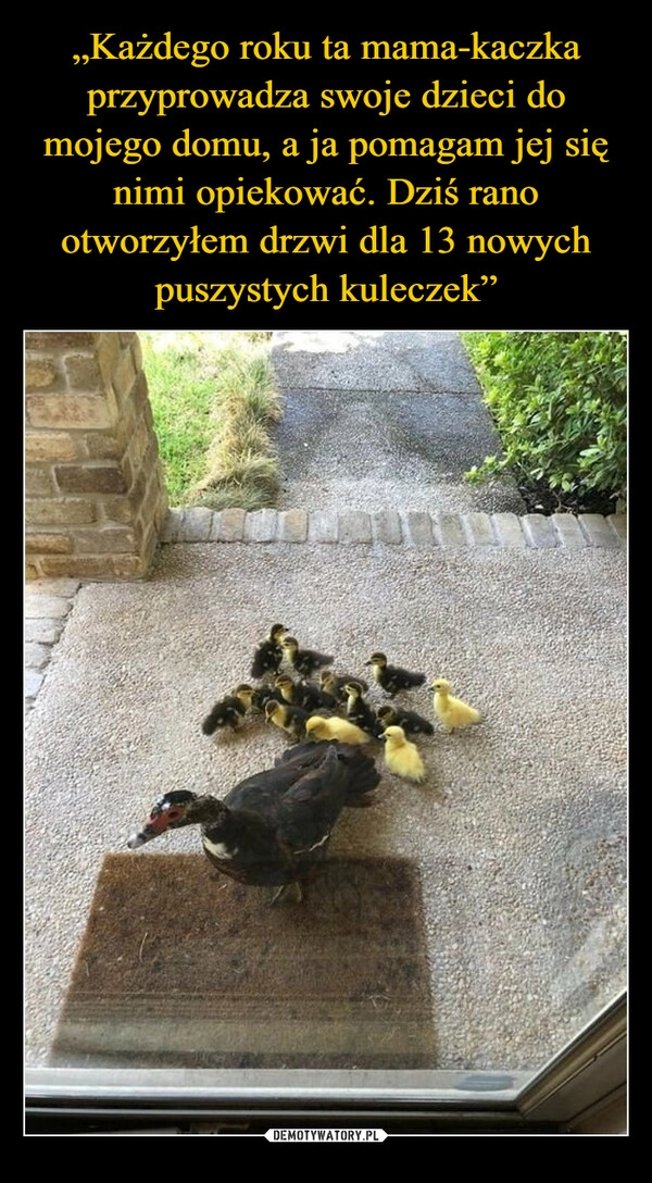 
    
„Każdego roku ta mama-kaczka przyprowadza swoje dzieci do mojego domu, a ja pomagam jej się nimi opiekować. Dziś rano otworzyłem drzwi dla 13 nowych puszystych kuleczek” 