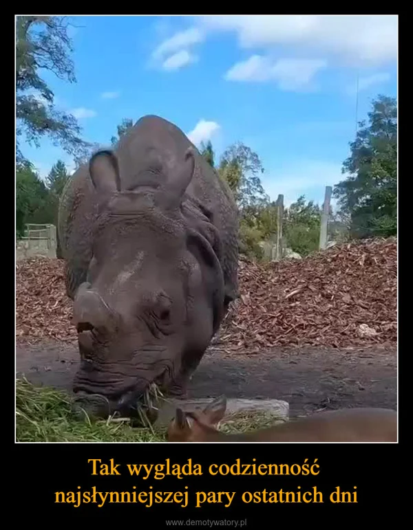 
    Tak wygląda codzienność najsłynniejszej pary ostatnich dni