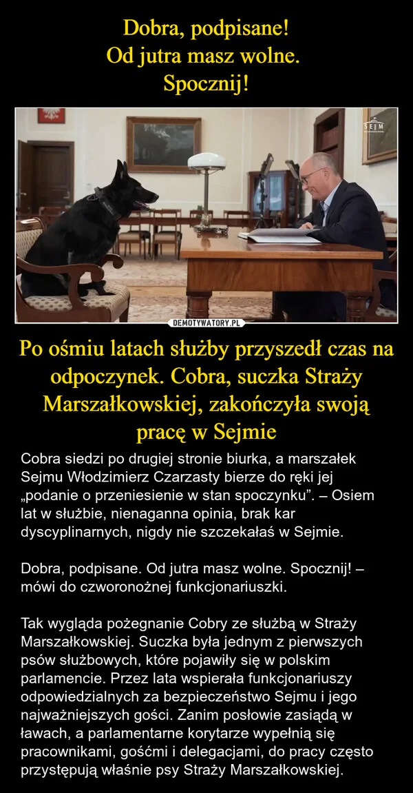 Dobra, podpisane! Od jutra masz wolne. Spocznij! Po ośmiu latach służby przyszedł czas na odpoczynek. Cobra, suczka Straży Marszałkowskiej, zakończyła swoją pracę w Sejmie
