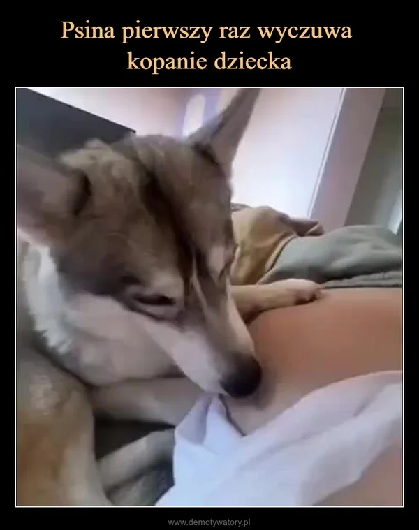 
    Psina pierwszy raz wyczuwa kopanie dziecka