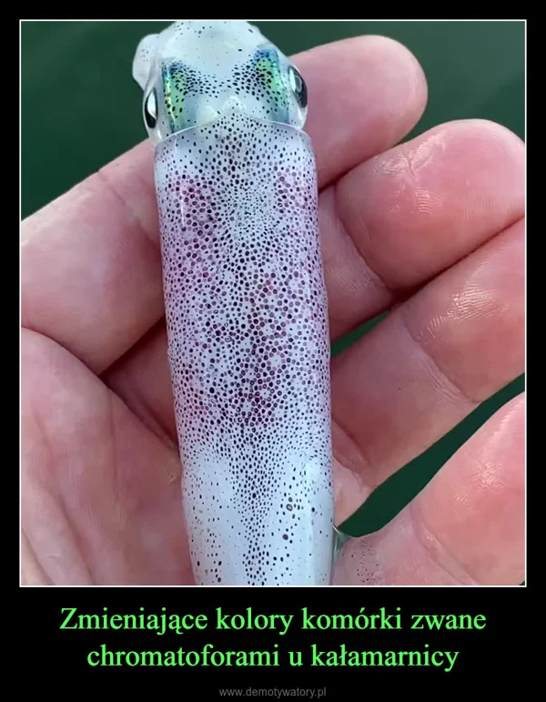 
    Zmieniające kolory komórki zwane chromatoforami u kałamarnicy