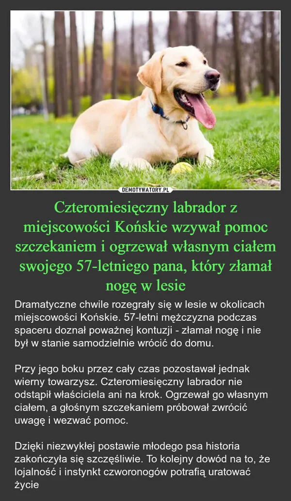
    Czteromiesięczny labrador z miejscowości Końskie wzywał pomoc szczekaniem i ogrzewał własnym ciałem swojego 57-letniego pana, który złamał nogę w lesie