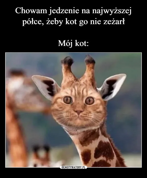 
    Chowam jedzenie na najwyższej półce, żeby kot go nie zeżarł Mój kot: