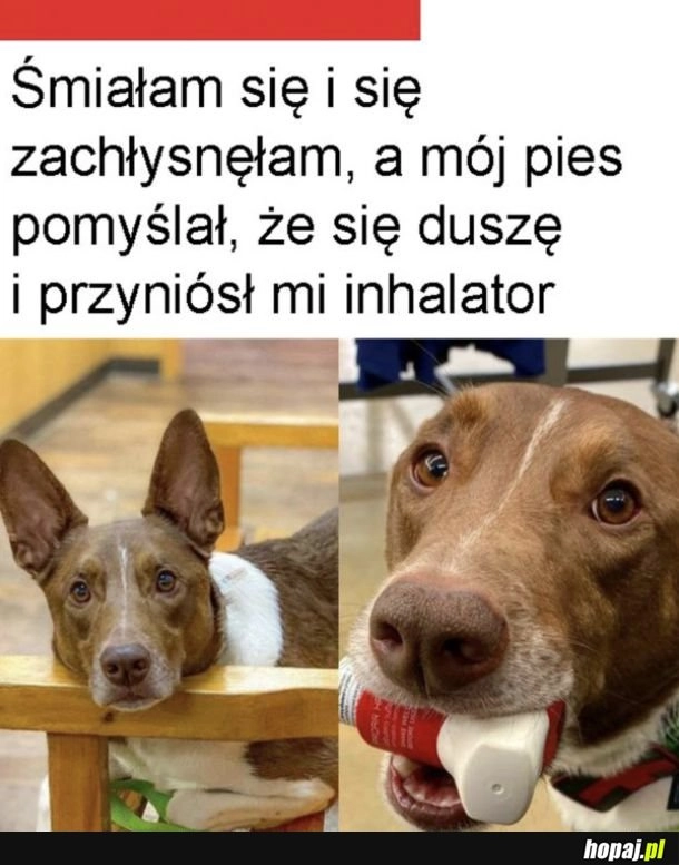 
    Jaki kochany