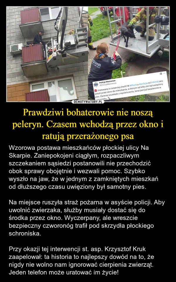 
    Prawdziwi bohaterowie nie noszą peleryn. Czasem wchodzą przez okno i ratują przerażonego psa