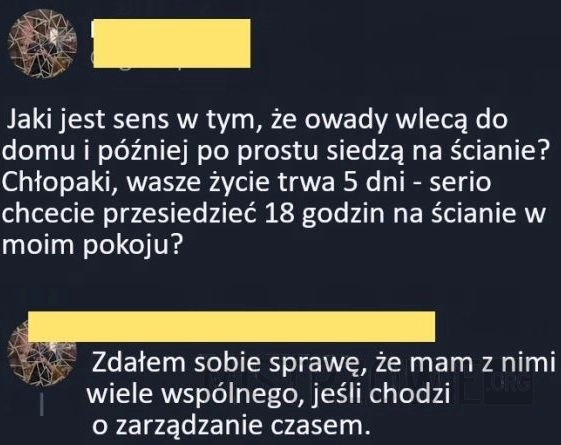 
    Owady na ścianie